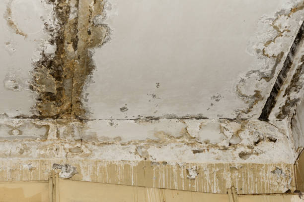 Best Residential Mold Inspection & Testing  in Island Walk, FL