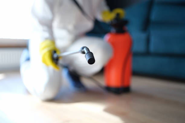 Best Emergency Mold Remediation  in Island Walk, FL