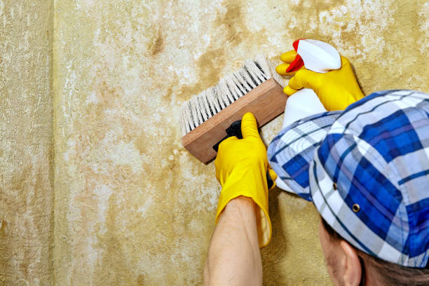 Best Post-Construction Mold Inspection  in Island Walk, FL