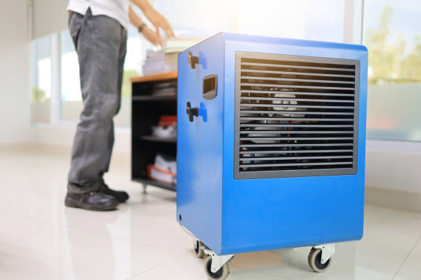 Professional Mold Removal in Island Walk, FL
