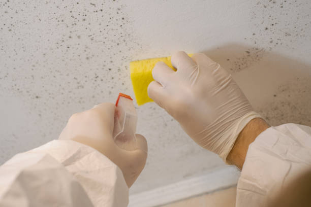 Best Asbestos and Lead Testing During Mold Inspection  in Island Walk, FL