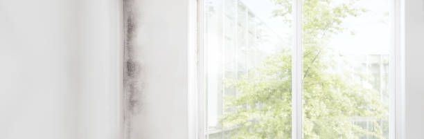 Best Post-Construction Mold Inspection  in Island Walk, FL